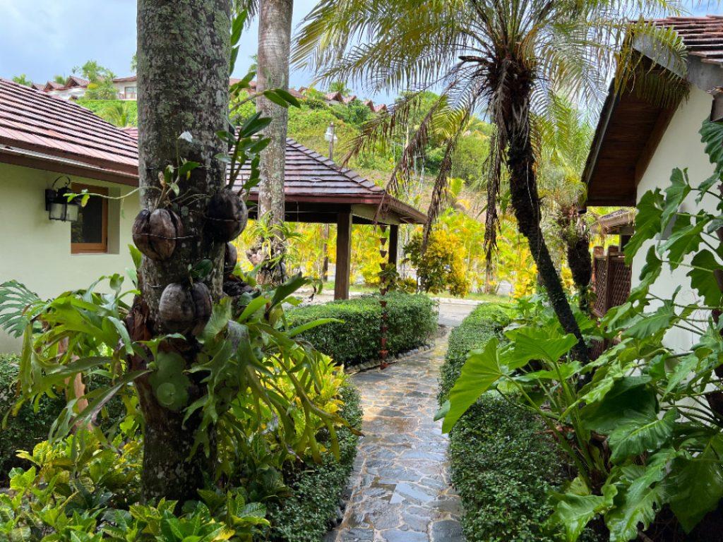 A walkway surrounded by greenery.